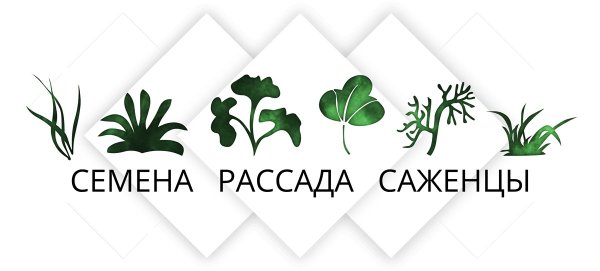 Саженцы сирени ЗКС