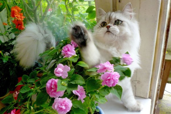 Кошечка красивая с цветами