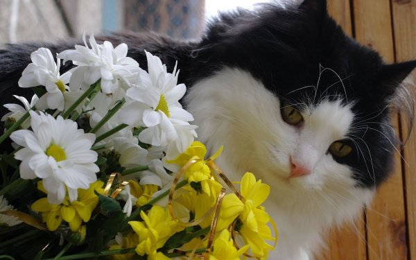 Кошка с букетом цветов