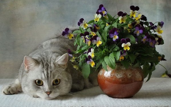 Кот в цветах