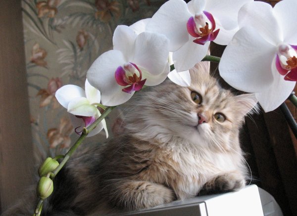 Орхидея кошка
