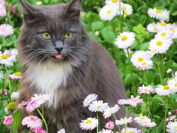 Коты и цветы