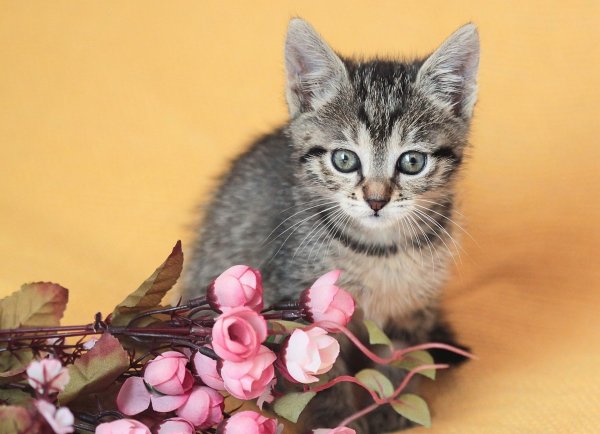 Красивые котятки