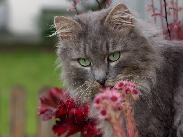 Кошечка в цветах