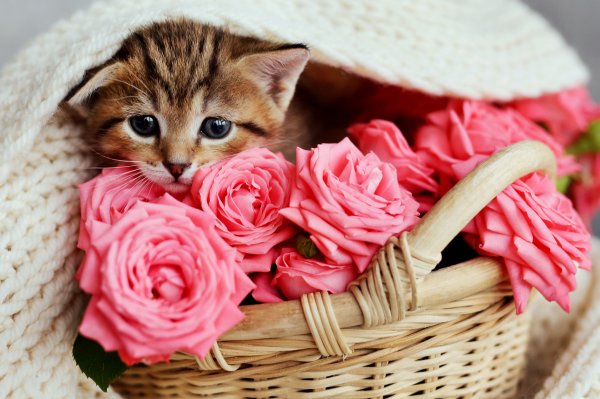 Розы и котенок