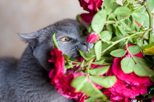 Котик с розой