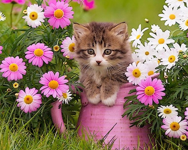 Кот в цветах