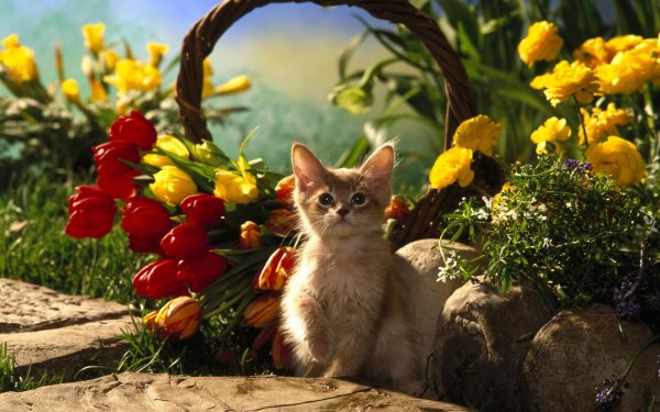 Кошечка в цветах