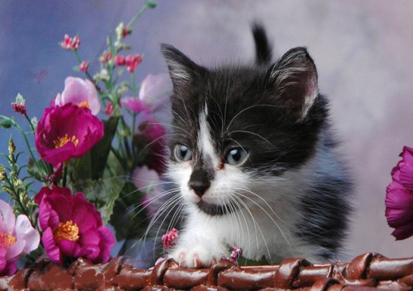 Котенок с цветами