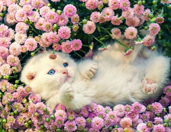 Красивые котята в цветах