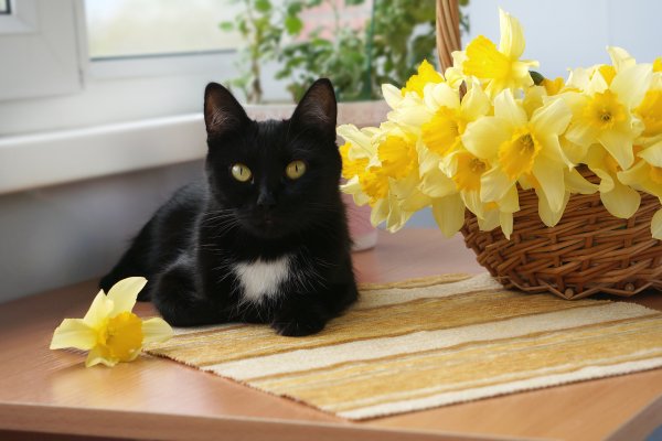 Ирина Гармашова коты