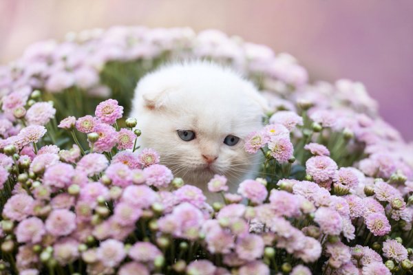Кот и розы