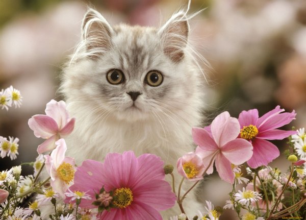 Котик с розой