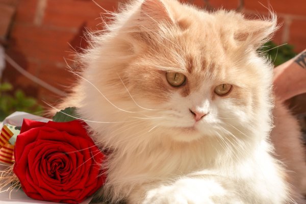Котик с цветочком