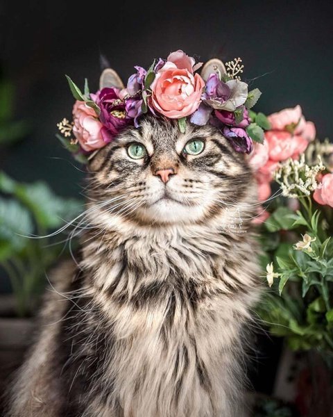 Котенок с букетом цветов