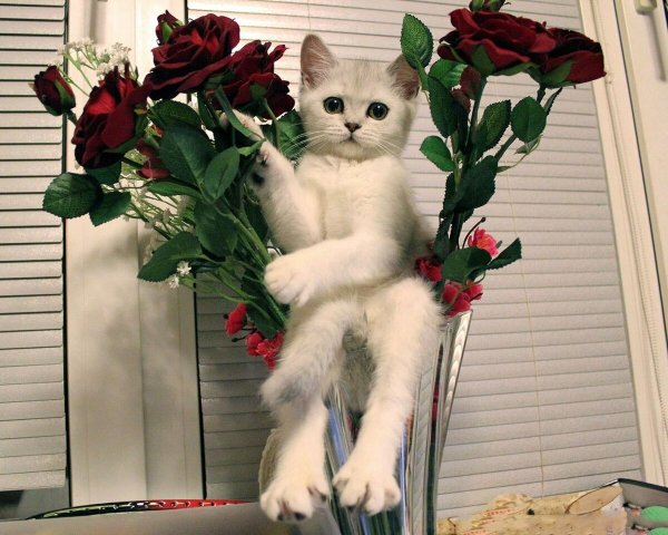Котенок с цветочком