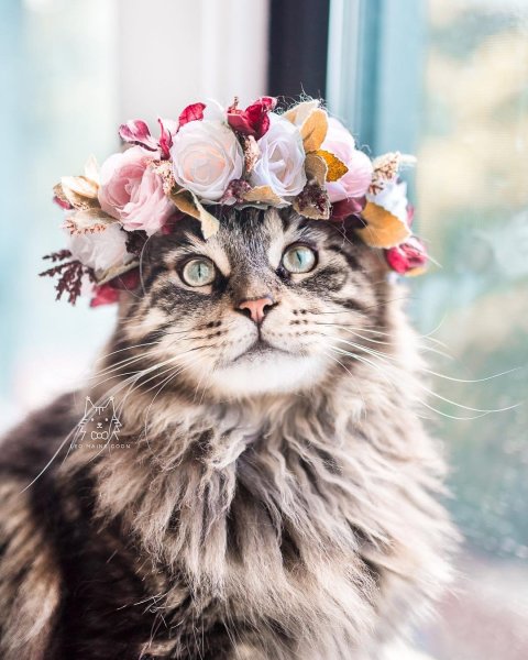 Милые котята