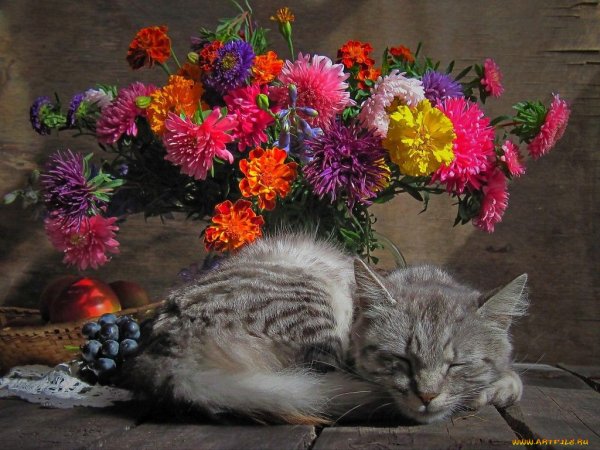 Коты с цветами в лапах