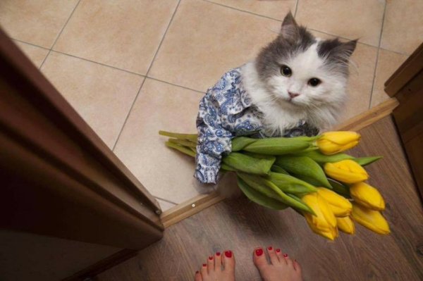 Котёнок с цветком