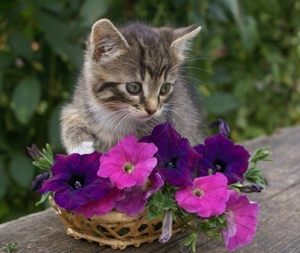 Кошка с цветами