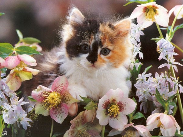 Котенок с цветами
