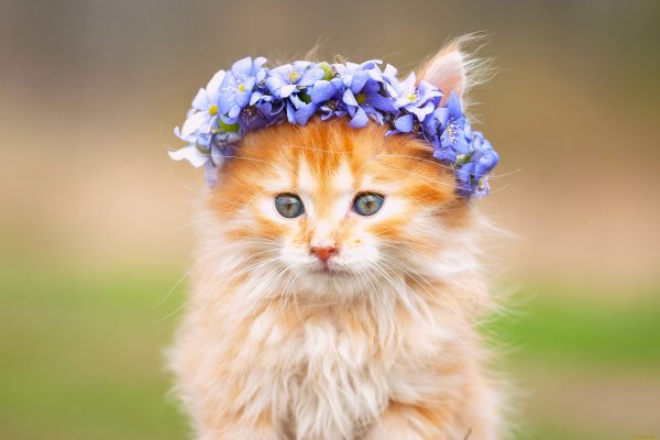 Кошки и цветы
