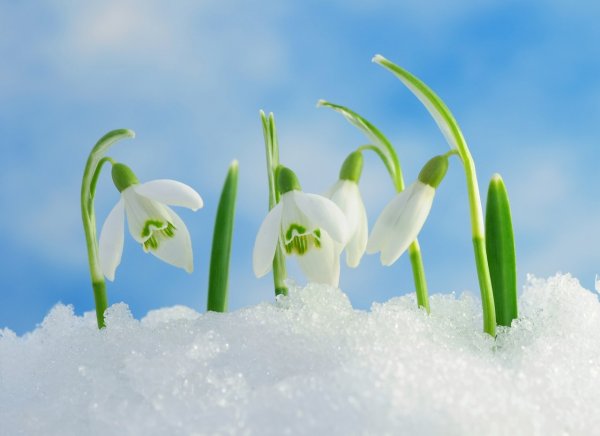Первоцветы крокусы