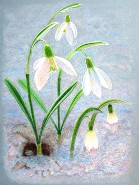 Первоцветы (подснежники, крокусы, гиацинты).