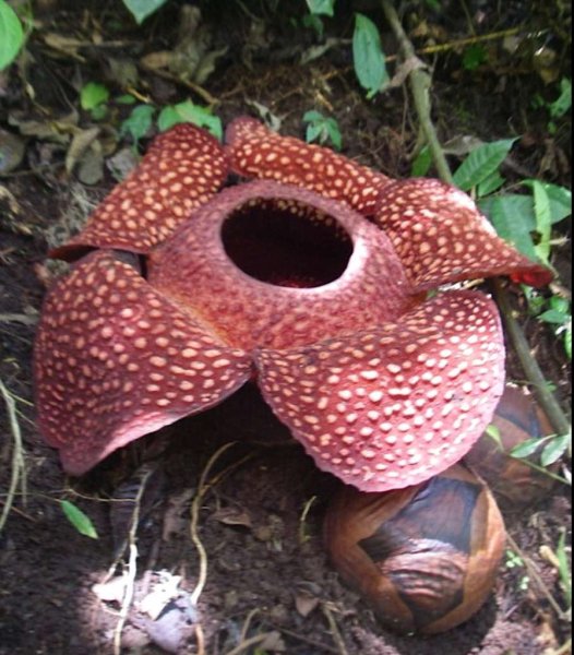Tacca chantrieri Такка летучая мышь цветок дьявола