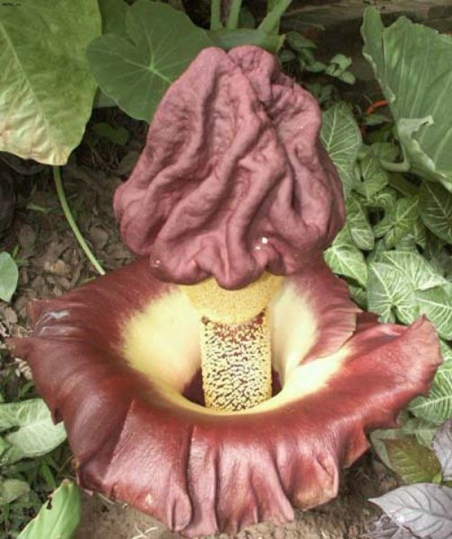 Антурус Арчера (Clathrus archeri)