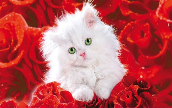 Марина Федотова зайки ми