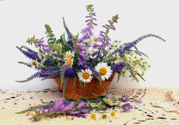 Луговые цветы люпины