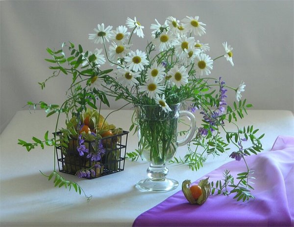 Палачев космея