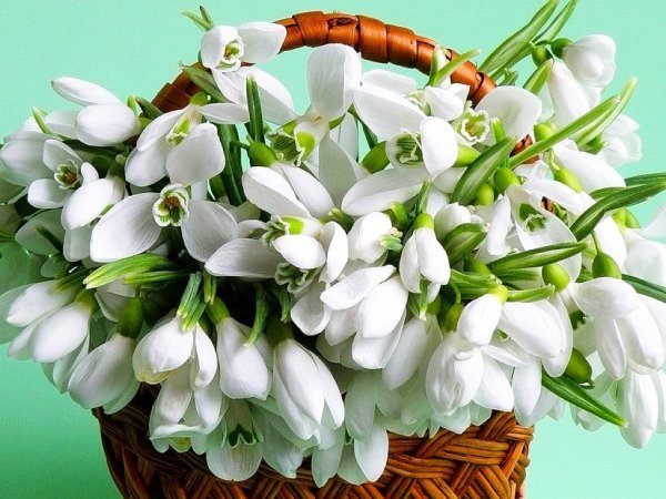Букет подснежников