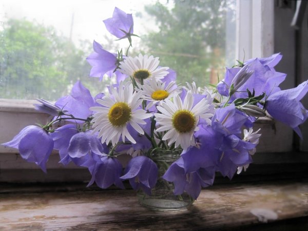 Ромашки и незабудки