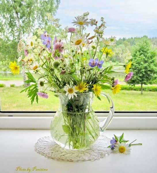 Луиза Гельтс ромашки