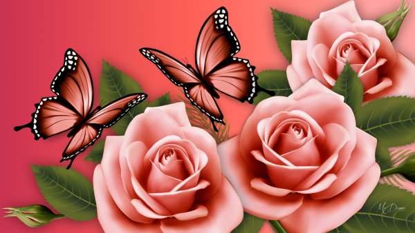 Космея – Pink Cosmos