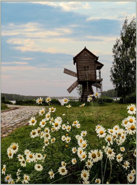 Голландия мельницы и тюльпаны