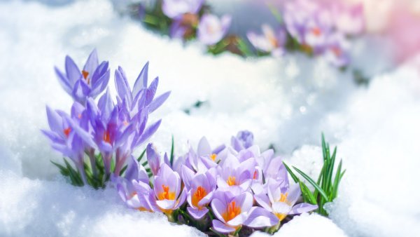 Весенние цветы
