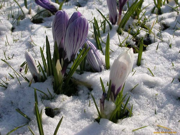 Первоцветы подснежники крокусы