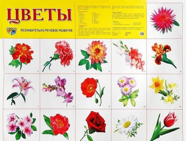 Названия цветов для дошкольников