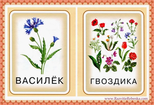 Цветы карточки для детей с названиями