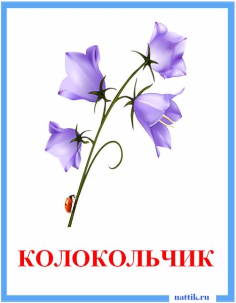 Полевые цветы картинки с названиями