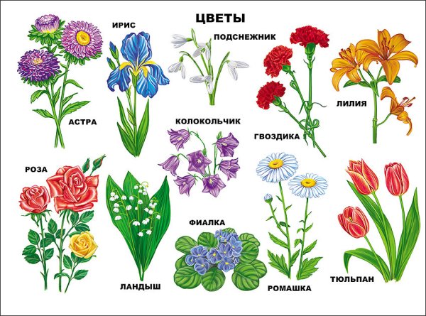 Лексическая тема луговые полевые садовые цветы
