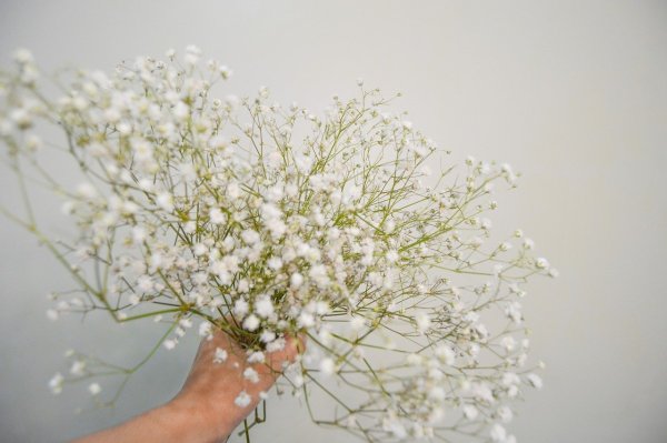 Гипсофила Тихоокеанская (Gypsophila Pacifica)