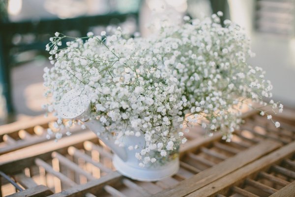 Гипсофила Тихоокеанская (Gypsophila Pacifica)