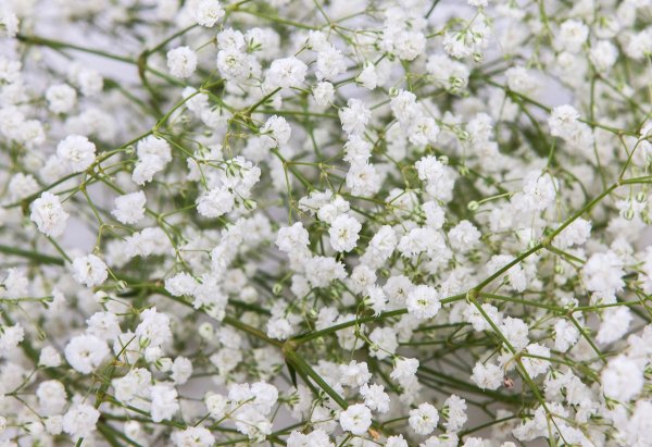 Гипсофила Экселент