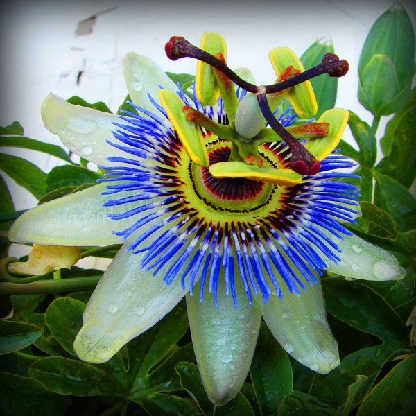 Пассифлора caerulea