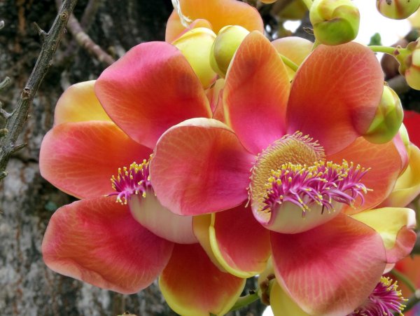 Cavendishia grandifolia