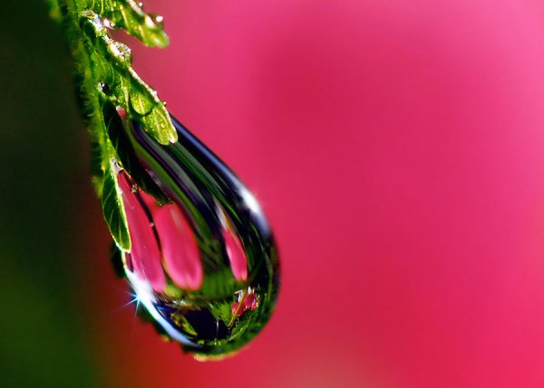 Капля воды на цветке